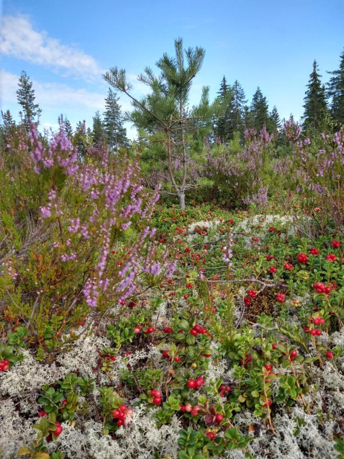 Stuga Glaskogen Glava Экстерьер фото
